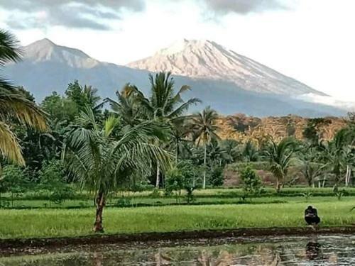 Tereng Wilis Bungalows