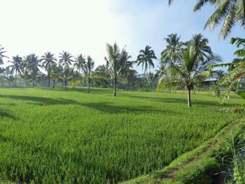 Tereng Wilis Bungalows