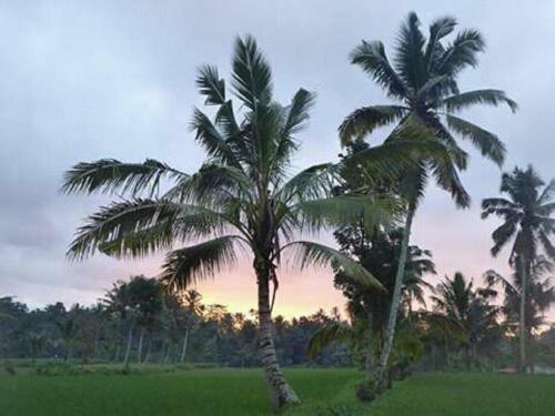 Tereng Wilis Bungalows