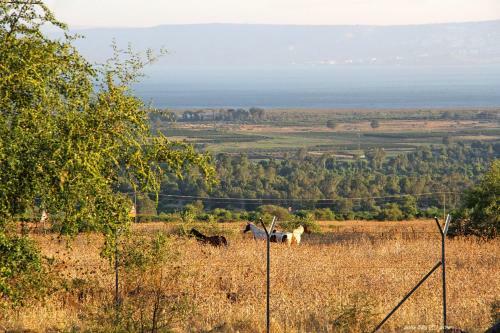 Lodge Nof Kinneret Cabins
