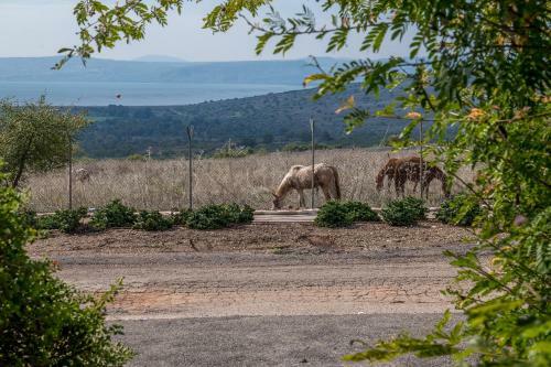 Lodge Nof Kinneret Cabins