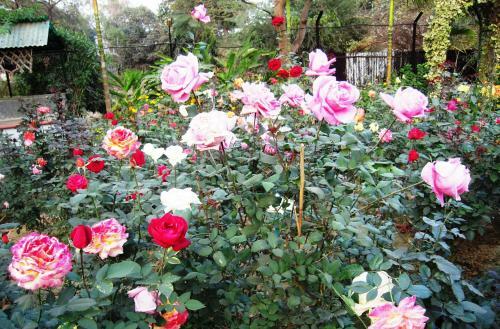 Hostal Rater Tara Diner Rabi Guest House