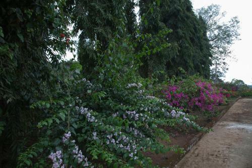 Pepper Vines Homestay