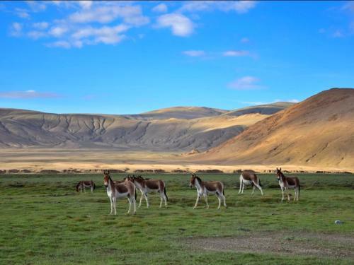 Tih Padma Homestay - Hanle