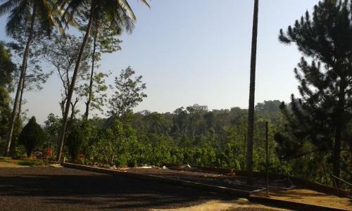 The Misty Guest House In Coorg
