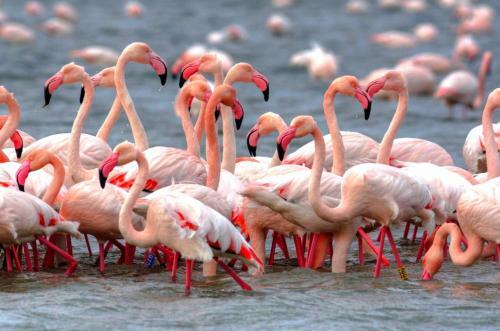 Aravali Nature Luxury Camp - Jawai