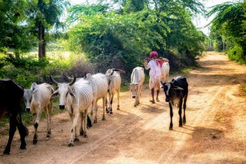 Aravali Nature Luxury Camp - Jawai