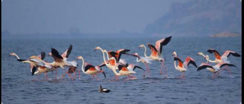 Aravali Nature Luxury Camp - Jawai
