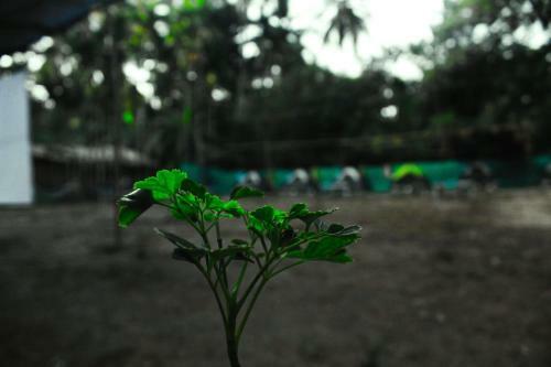 Camp Aloha By Getsetcamp