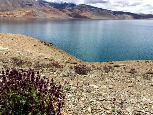 Tih Tsomoriri Hotel Lake View