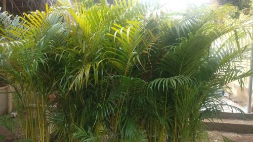 Hotel Kings Villa Resort