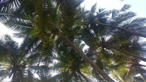 Hotel Kings Villa Resort