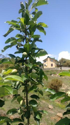 Agroturismo Musafir Cottage