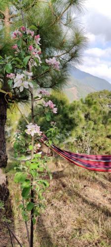 Agroturismo Musafir Cottage