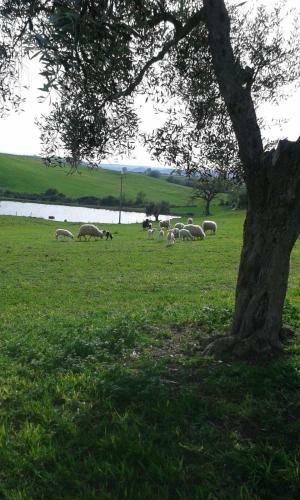 Agroturismo Poggio Moretto
