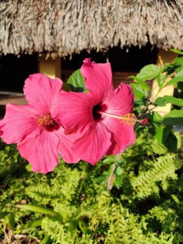 Hostal Para�so Do Caju House Hostel