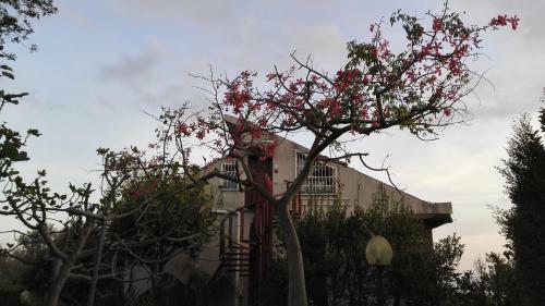 Lucrezia Loft Garden Catania