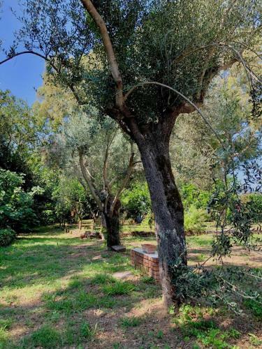 Bed & Breakfast Ponteronico Resort