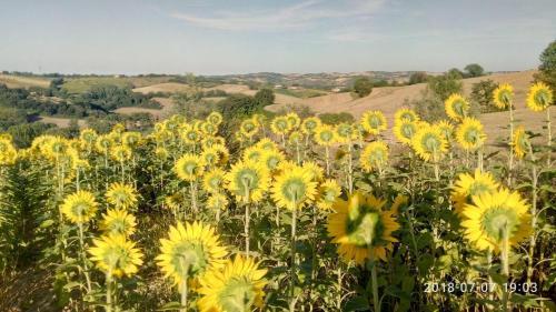 Apartamento Bubo-immerso-tra-gli-alberi