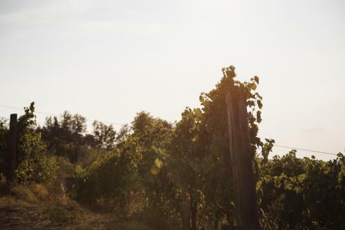 Vigna Rocchetta