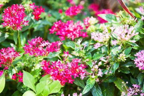Hostal Kariyushi Condominium Resort Naha You-ya