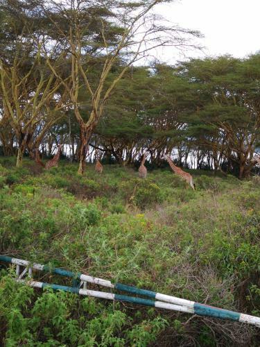 Sarandy Holiday Homes Naivasha