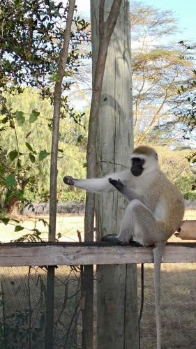 Sarandy Holiday Homes Naivasha