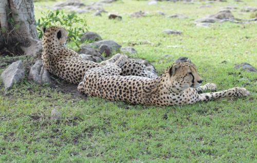 Losokwan Luxury Tented Camp - Maasai Mara
