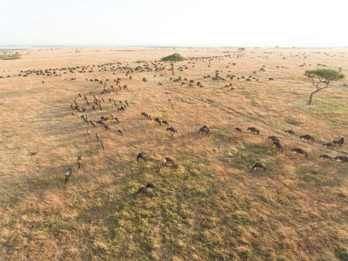 Losokwan Luxury Tented Camp - Maasai Mara