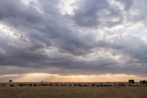 Losokwan Luxury Tented Camp - Maasai Mara