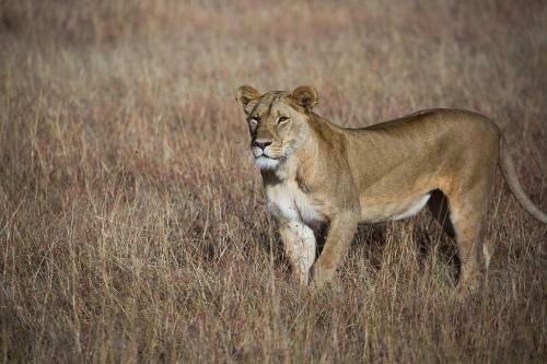 Losokwan Luxury Tented Camp - Maasai Mara