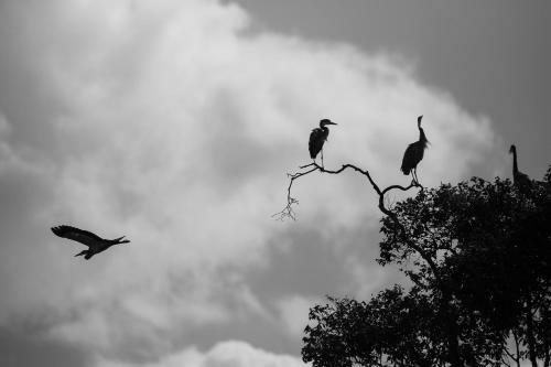 Losokwan Luxury Tented Camp - Maasai Mara