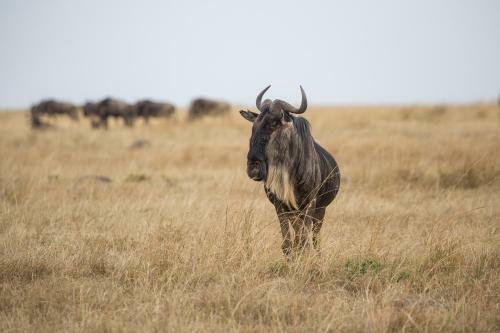 Losokwan Luxury Tented Camp - Maasai Mara