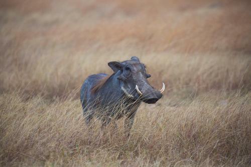 Losokwan Luxury Tented Camp - Maasai Mara