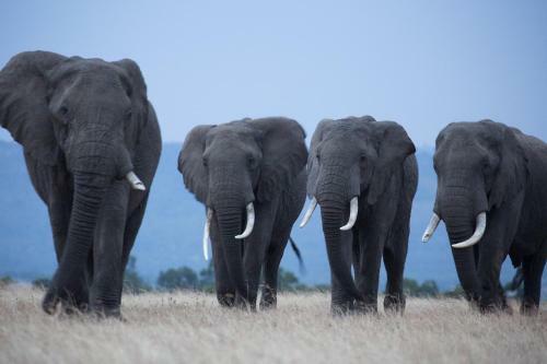 Losokwan Luxury Tented Camp - Maasai Mara