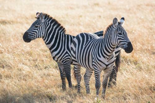 Losokwan Luxury Tented Camp - Maasai Mara