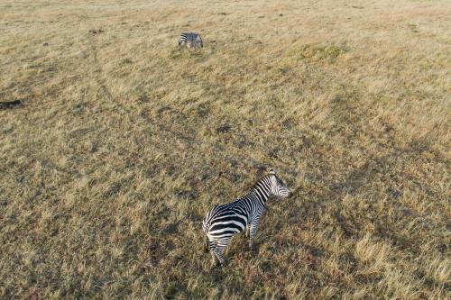 Losokwan Luxury Tented Camp - Maasai Mara