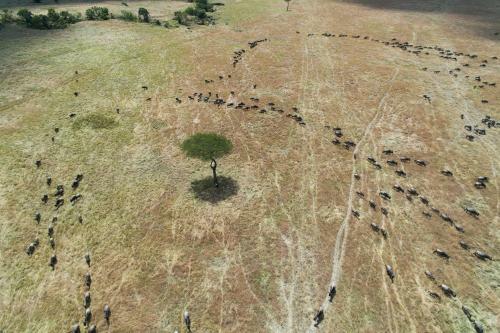 Losokwan Luxury Tented Camp - Maasai Mara