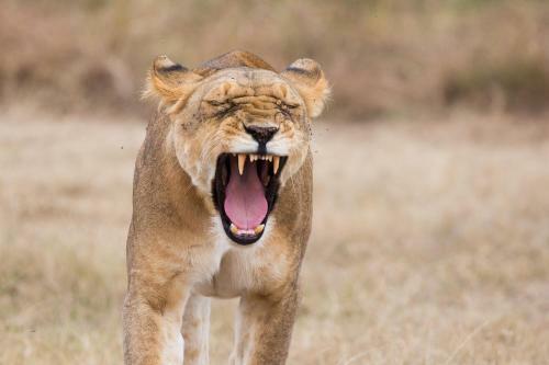 Losokwan Luxury Tented Camp - Maasai Mara