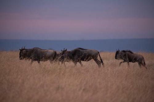 Losokwan Luxury Tented Camp - Maasai Mara