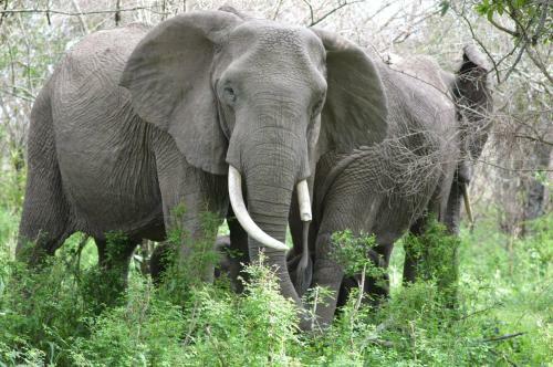 Losokwan Luxury Tented Camp - Maasai Mara