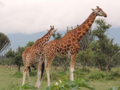 Oseki Maasai Mara Camp
