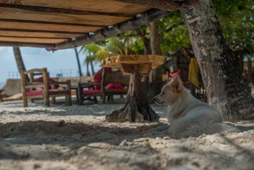 Albergue Bidi Badu Backpackers Diani