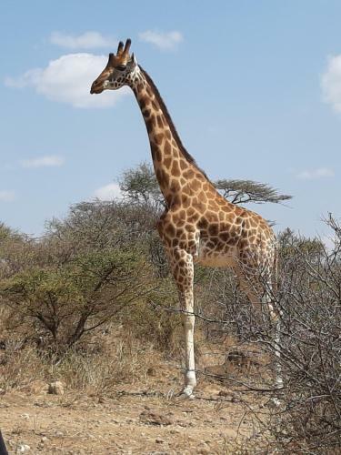 Hotel Sandai Resort Lake Baringo