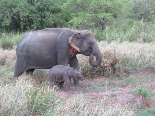Hotel Explorer By Mahoora - Wasgamuwa ( All-inclusive)