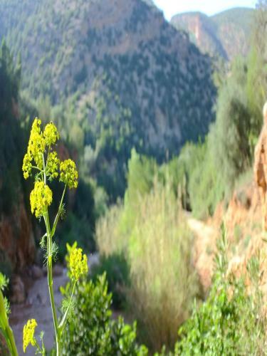 Riad Cascades D'ouzoud