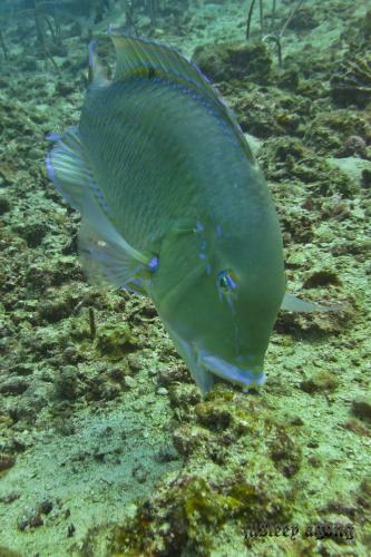 The Barat Perhentian