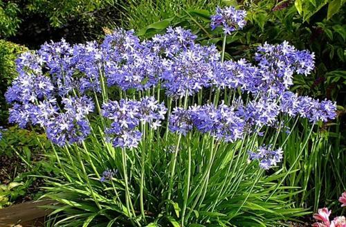 Agapanthus Bed And Breakfast