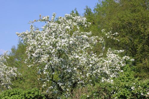 De Betuwe Hoeve