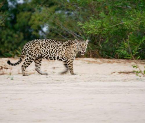 Cuiab� Hostel Pousada Safari